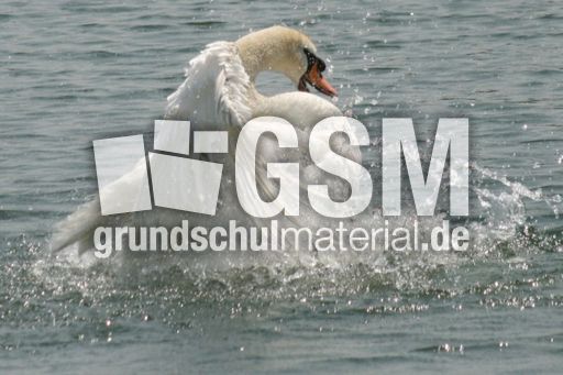 Höckerschwan_4112.jpg